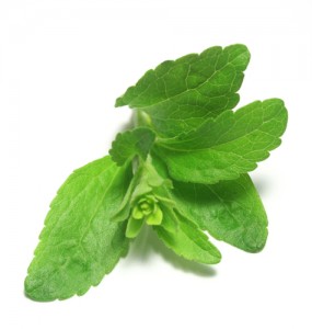 stevia plant